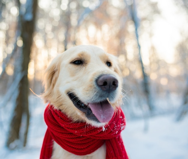 Foto golden retriever branco com lenço vermelho ao ar livre no inverno