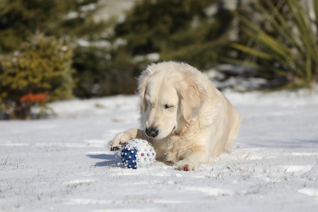 Golden retriever brincando na neve