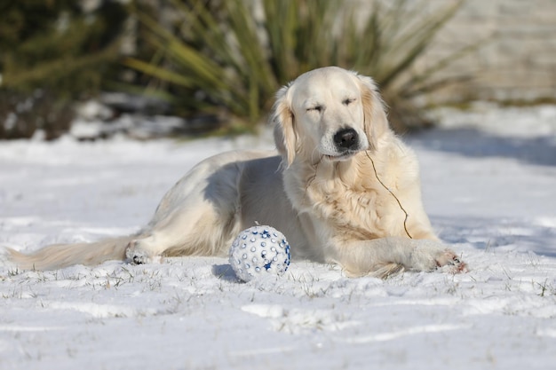 golden retriever brincando na neve
