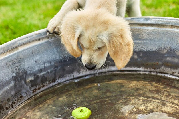 Golden Retriever cachorro está brincando com água e bola no quintal feliz monents com animal de estimação