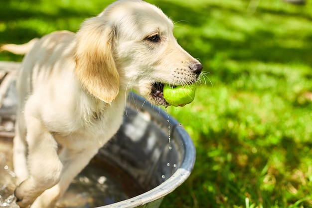 Golden Retriever cachorro está brincando com água e bola no quintal feliz monents com animal de estimação