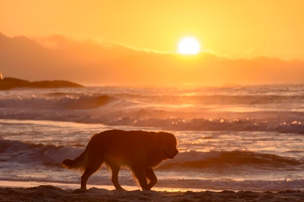 Golden Retriever caminando hacia el amanecer en la arena de la playa de Devils en Ipanema, Río de Janeiro