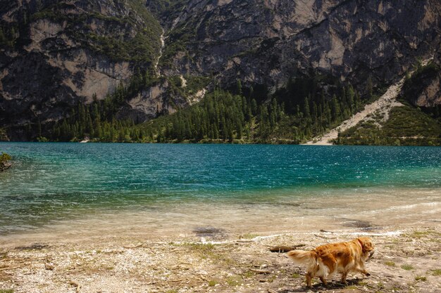 Golden Retriever caminando cerca de un lago alpino con montañas en un soleado día de verano