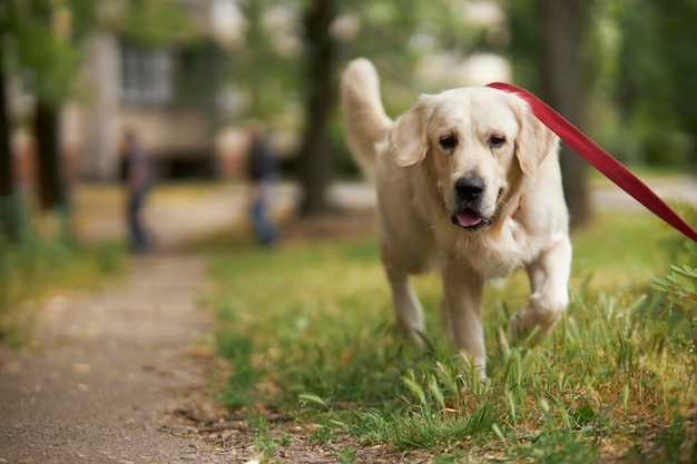 Foto golden retriever caminando con correa golden retriever con correa en el área de paseo del parque