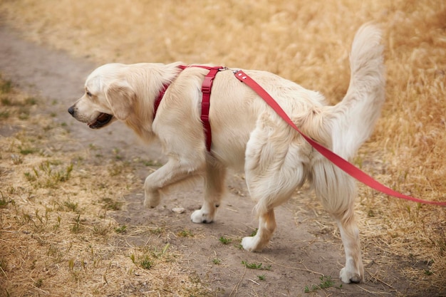 Golden Retriever caminando con correa Golden retriever con correa en el área de paseo del parque