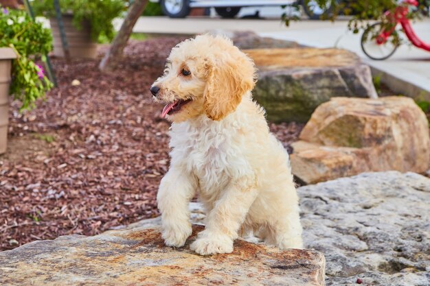 Golden retriever caminando a través de rocas de jardinería