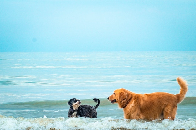 Golden retriever cão relaxante, brincando no mar para a aposentadoria ou férias de animais de estimação aposentados.