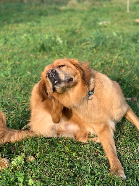 Golden Retriever coça sentado na grama ao sol