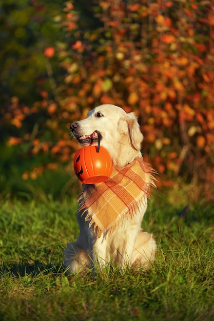 Golden retriever com bandana quadriculada sentado no parque segurando um balde de halloween