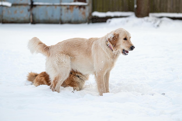 Un golden retriever y un corgi galés juegan en la nieve blanca