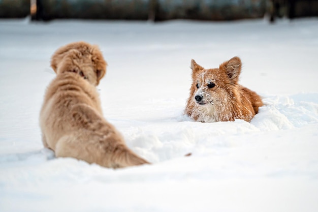 Un golden retriever y un corgi galés juegan en la nieve blanca