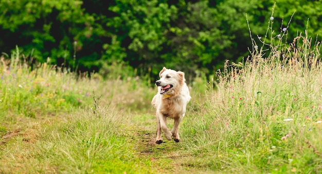 Golden retriever correndo em um prado florido