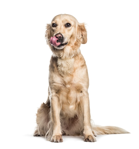 Golden retriever, de 2 anos, sentado em frente a um fundo branco