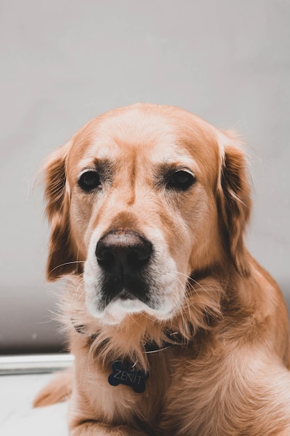 Golden retriever de cachorro muito fofo e doce