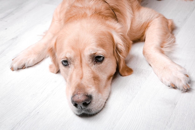 Golden retriever de cachorro muito fofo e doce