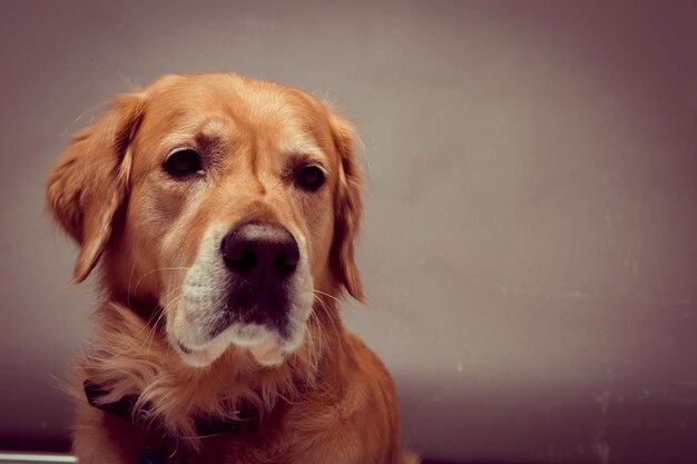 Golden retriever de cachorro muito fofo e doce