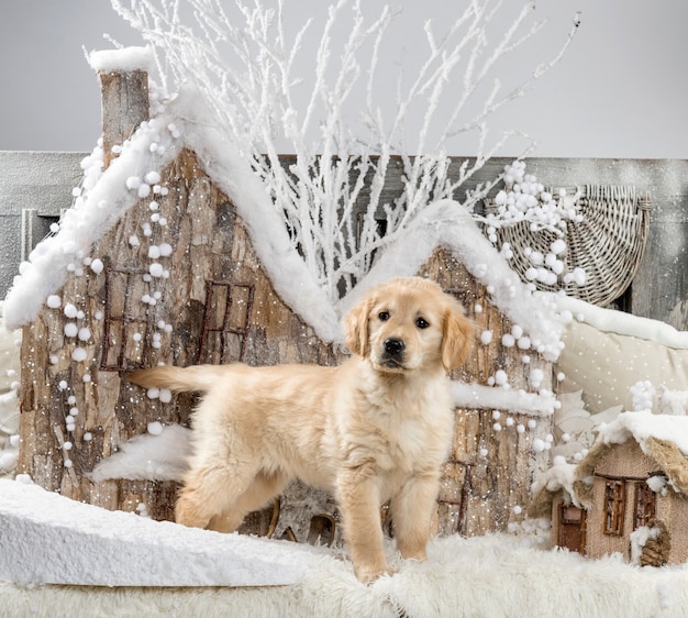 Golden Retriever delante de un paisaje navideño