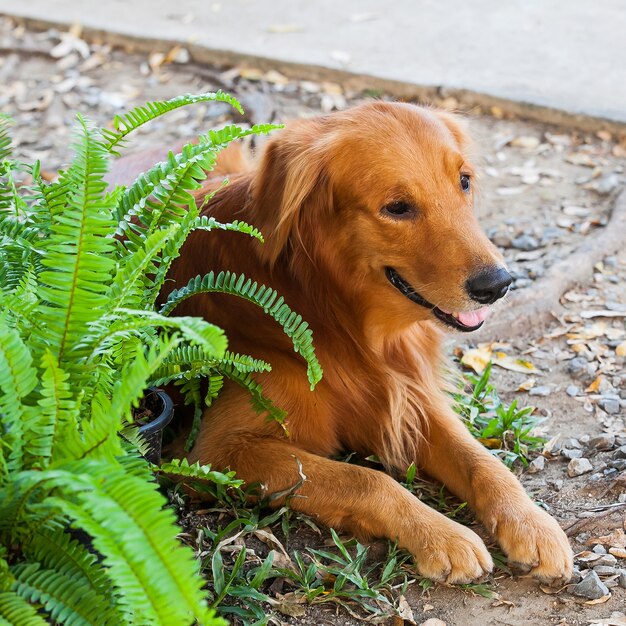 Golden retriever descansar no chão no jardim