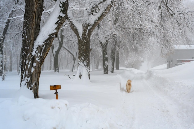Un Golden Retriever disfruta de la nieve fresca del invierno en una ruta de senderismo en el bosque La niebla matutina en los ventisqueros del bosque y la nieve blanca
