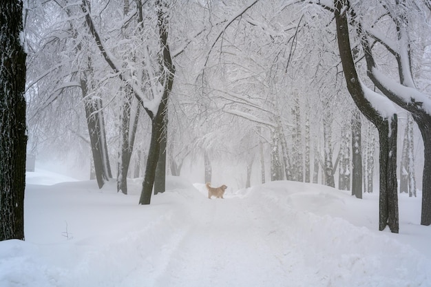 Un Golden Retriever disfruta de la nieve fresca del invierno en una ruta de senderismo en el bosque