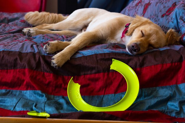 Golden retriever dormindo na cama por um anel voador quebrado animal de estimação travesso em apuros conceito descuidado