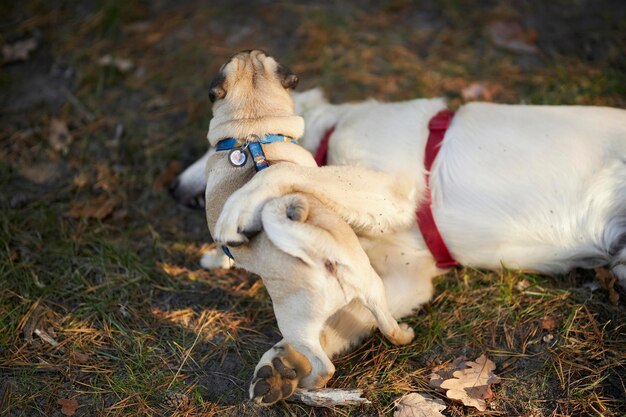 Golden retriever e pug brincando no parque, correndo um atrás do outro. golden retriever e pug.