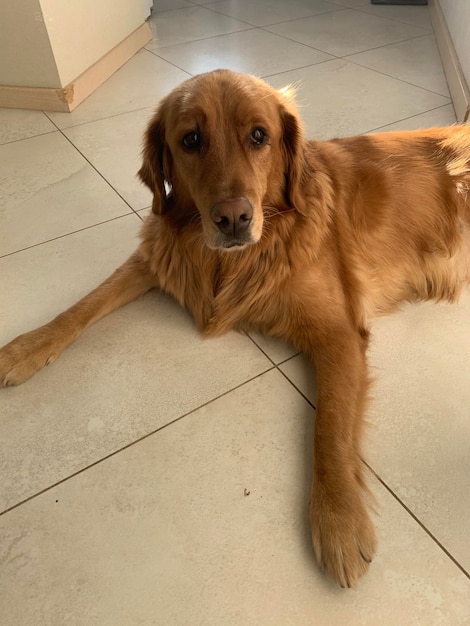 Golden retriever encontra-se nas telhas do apartamento