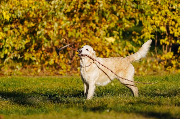 Golden retriever se encuentra con un palo largo en los dientes sobre fondo de hojas amarillas