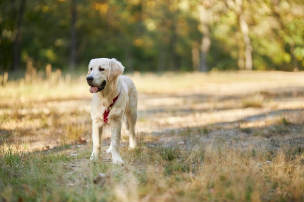 golden retriever se encuentra en el parque. golden retriever de pie sobre la hierba verde en un día soleado.