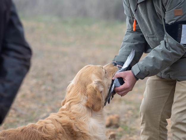 Golden Retriever entregando seu jogo recuperado do campo para a mão de seu dono