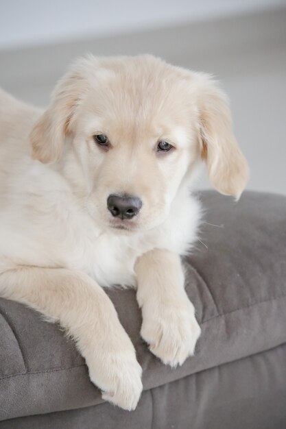 El golden retriever es una raza canina de tipo retriever originario de Gran Bretaña.