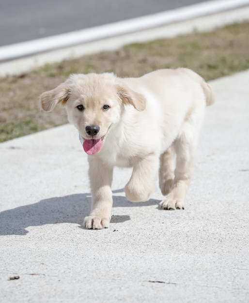 El golden retriever es una raza canina de tipo retriever originario de Gran Bretaña.