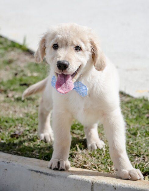 El golden retriever es una raza canina de tipo retriever originario de Gran Bretaña.