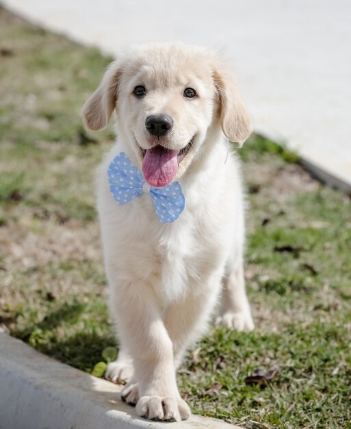 El golden retriever es una raza canina de tipo retriever originario de Gran Bretaña.