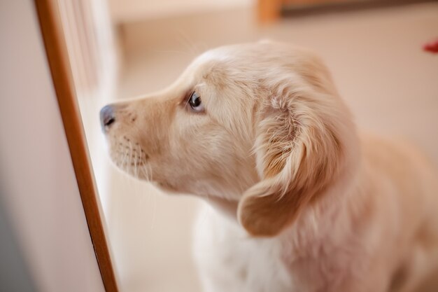 El golden retriever es una raza canina de tipo retriever originario de Gran Bretaña.