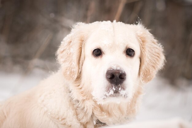 Foto el golden retriever es una raza de perro entre las nieves 4499