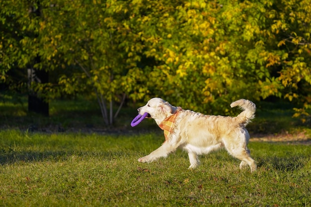 Golden retriever feliz com um anel macio roxo nos dentes no outono park