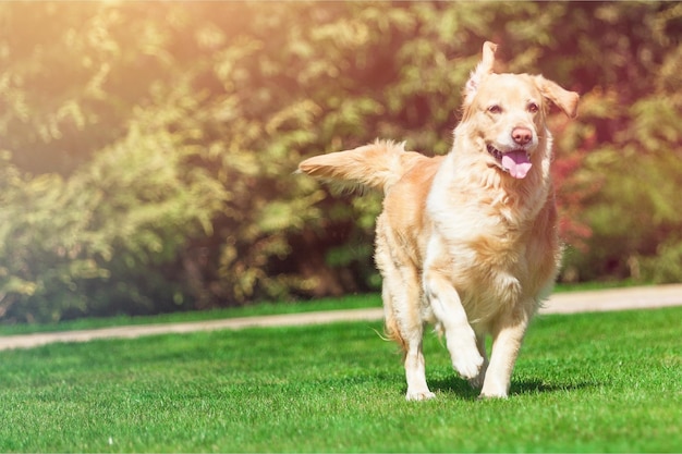 Golden retriever feliz corriendo en prado verde