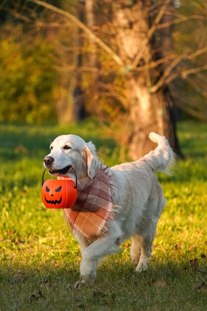 Golden retriever feliz e sorridente em um lenço xadrez com jack o lantern