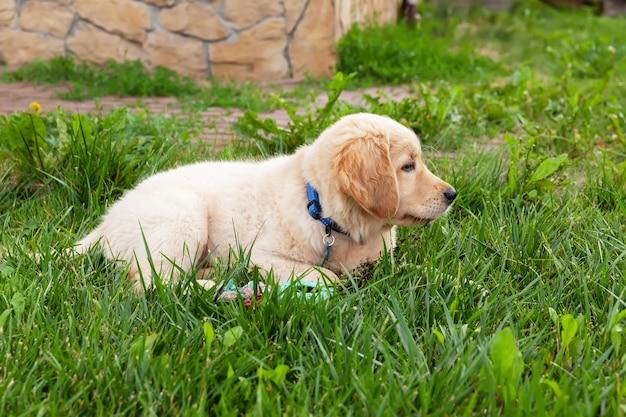 Foto golden retriever feliz está mintiendo en el patio trasero de la hierba verde.