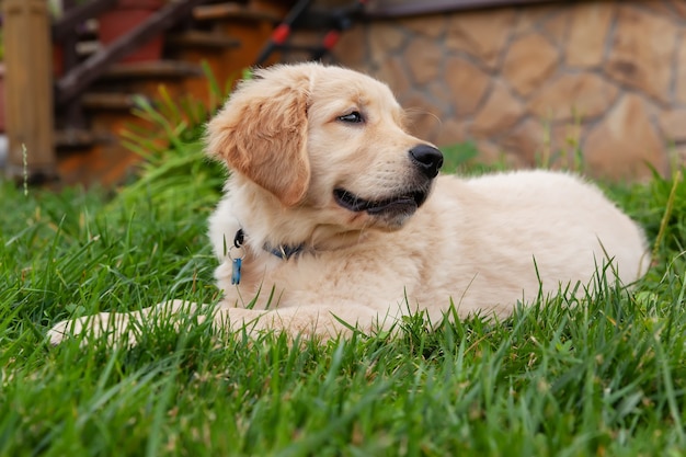 Foto golden retriever feliz está mintiendo en el patio trasero de la hierba verde.