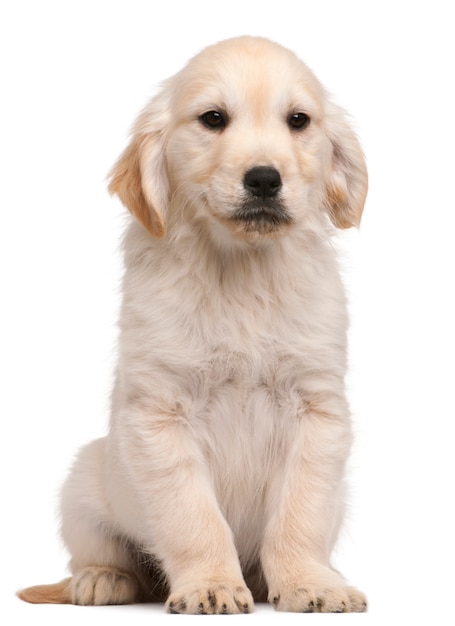 Golden retriever filhote (20 semanas)