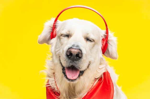 Golden Retriever fofo e feliz em fones de ouvido e lenço vermelho isolado em amarelo