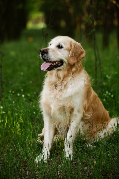 Foto golden retriever fofo na grama verde