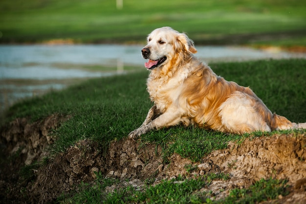 Golden retriever fofo na grama verde