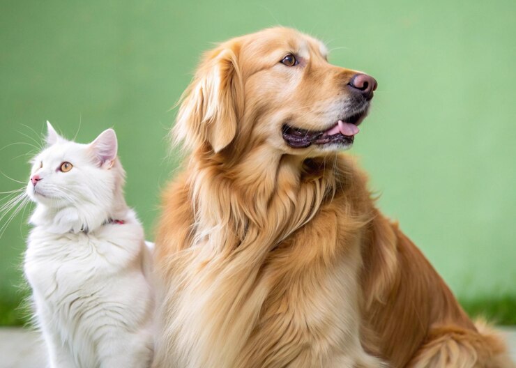El golden retriever y el gato blanco