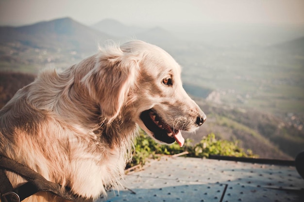 Golden Retriever gegen Berg
