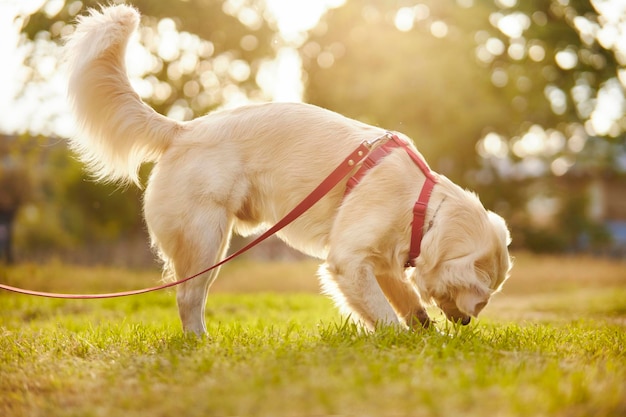 Foto golden retriever golden retriever cavando un hoyo en el suelo en el parque al atardecer