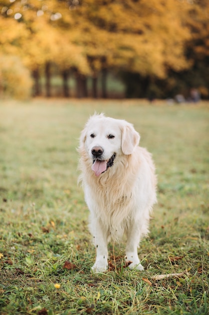 Golden retriever en un hermoso parque de otoño