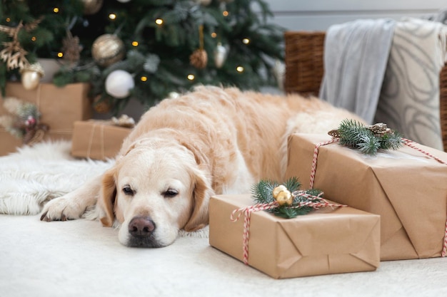 Golden Retriever Hündchen Nickerchen auf weißem Kunstpelzmantel in der Nähe von Weihnachtsbaum mit Dekoration, Bällen, Lichtern und Geschenken in Kisten. Haustierfreundliches Hotel oder Zimmer im skandinavischen Stil.